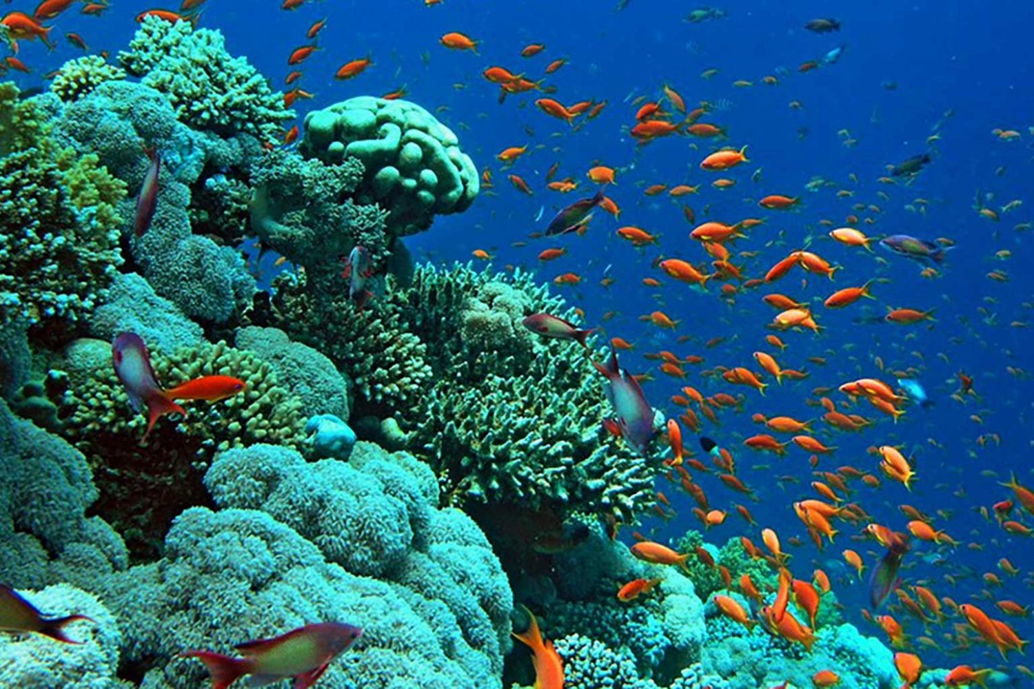 Отели хургады с коралловыми рифами. Коралловый риф Египет Хургада. Коралловый риф в Шарм Эль Шейхе. Подводный риф Шарм-Эль-Шейх. Подводный мир Египта Шарм-Эль-Шейх.